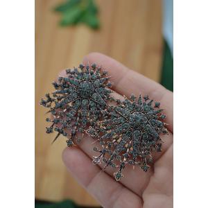 STONEAGE Zirkon Taşlı Antrasit Modern Bronz Küpe