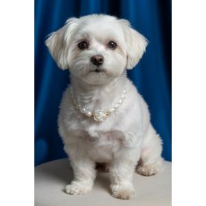 İncili Köpek Kolye- Tasma - Collar