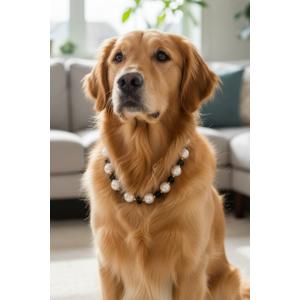 İncili Köpek Kolye- Tasma - Collar