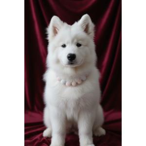 Blueberry Collar Tasma Necklace 